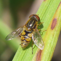 Parhelophilus laetus