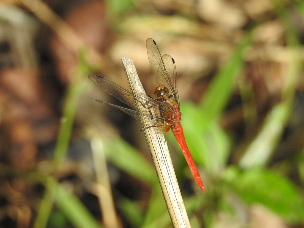 Orthetrum testaceum (Orthetrum testaceum)