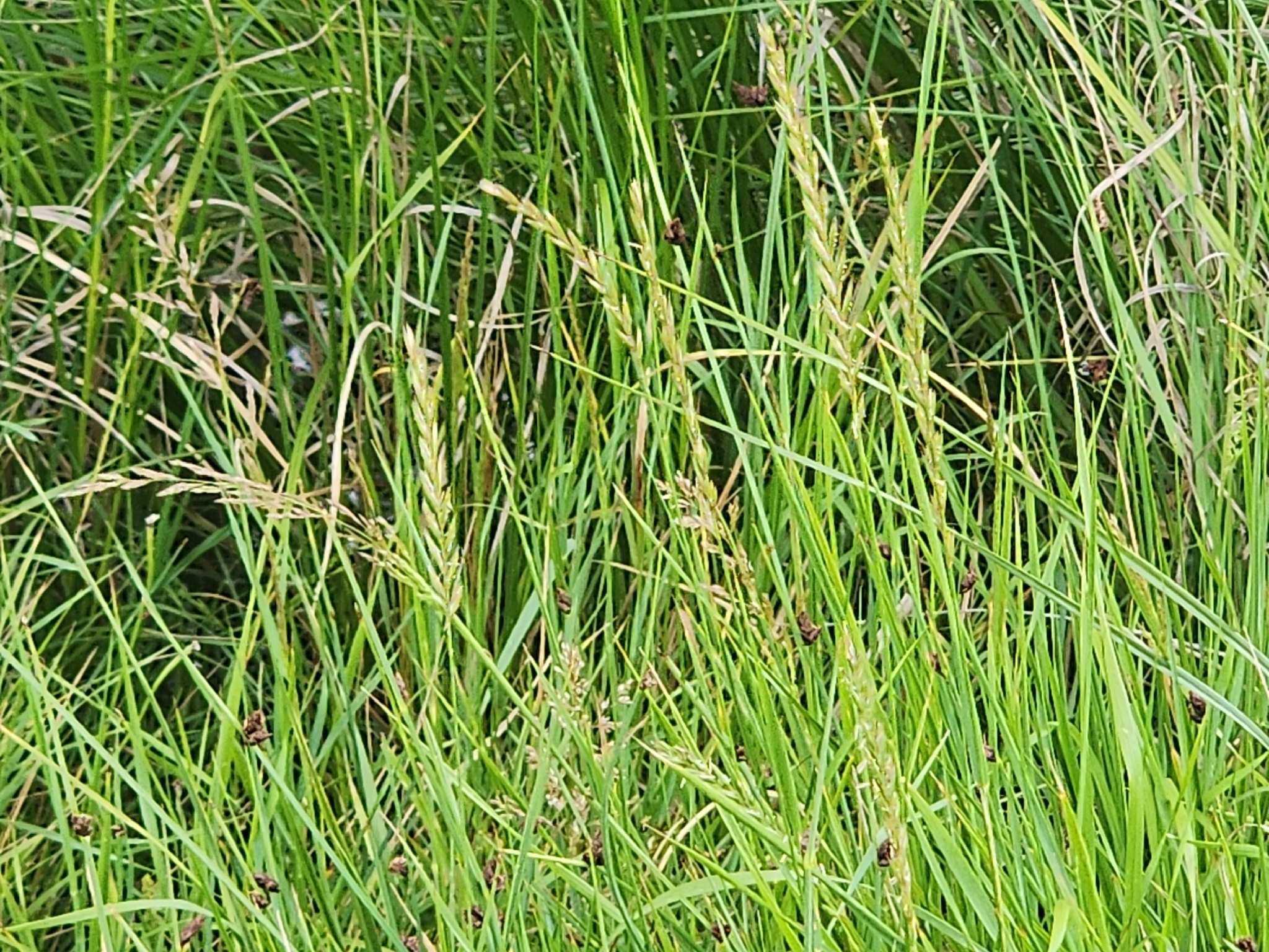 Imagem de Elymus repens