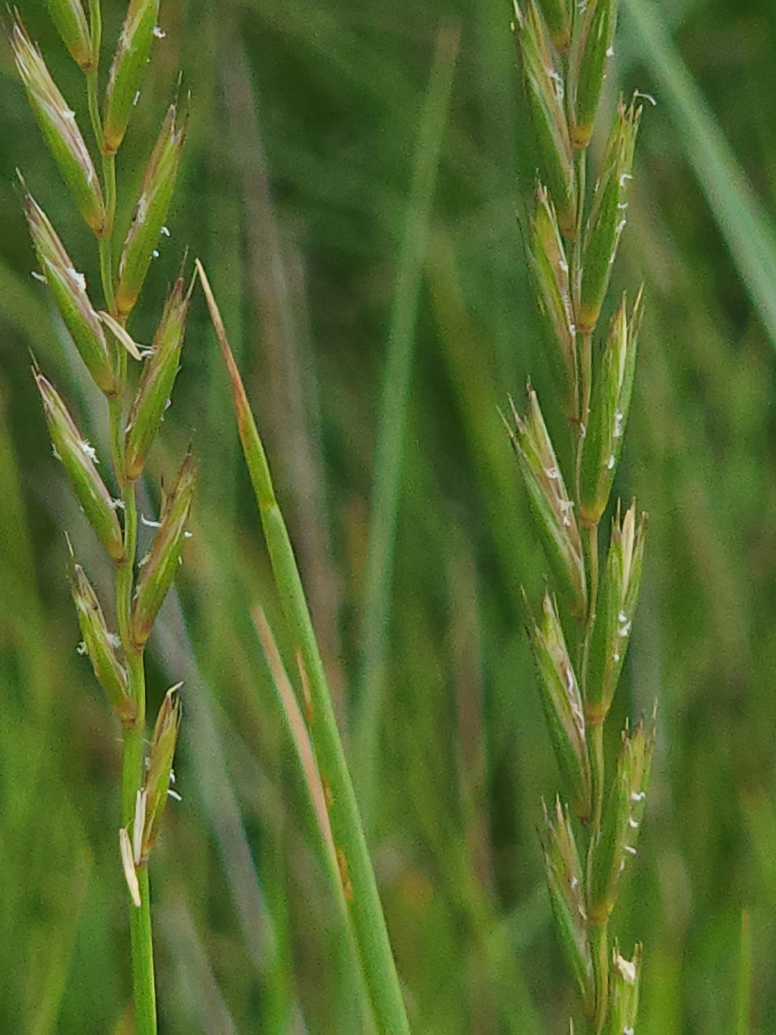 Imagem de Elymus repens
