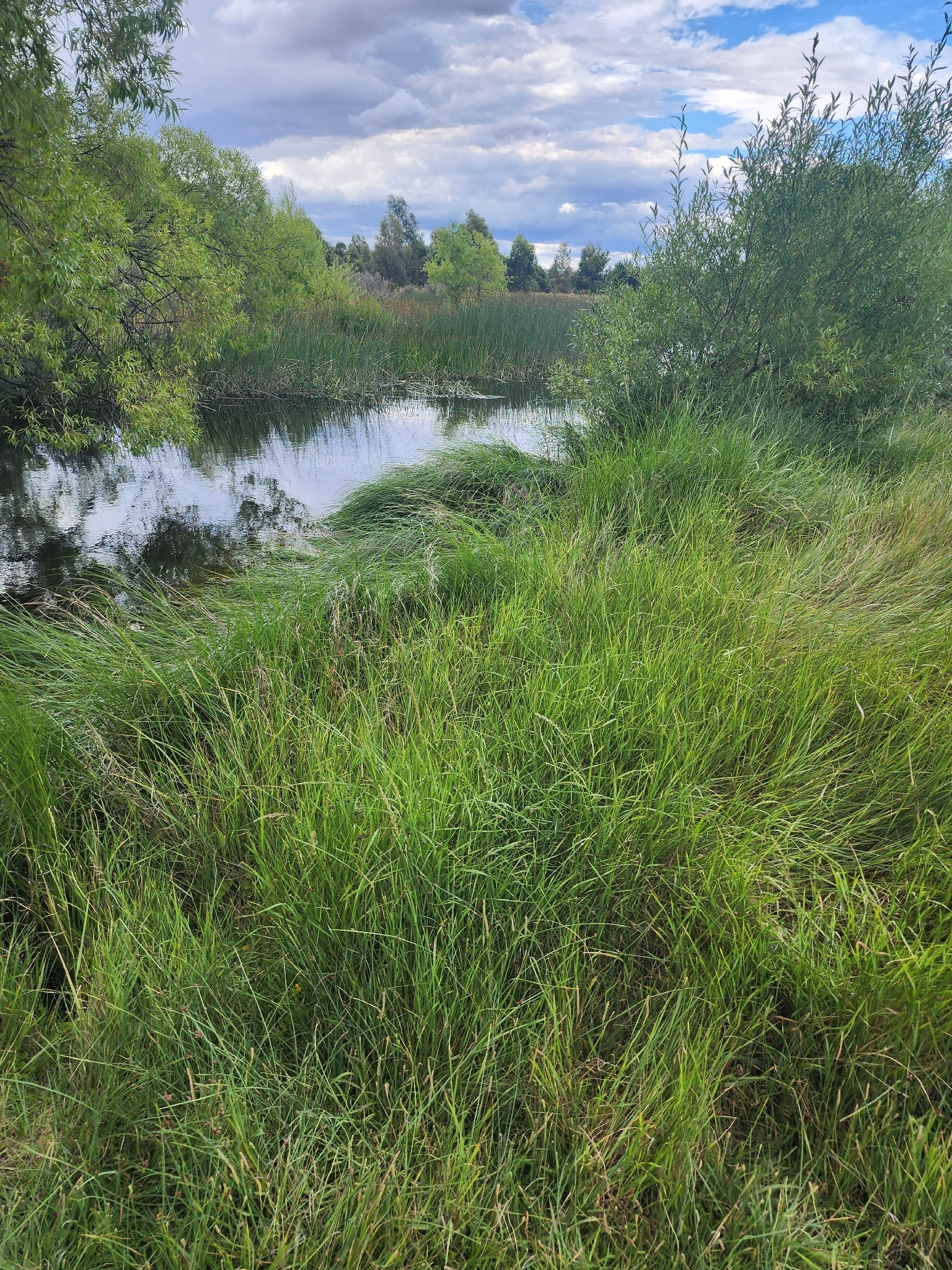 Imagem de Elymus repens