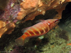 Hypoplectrodes maccullochi