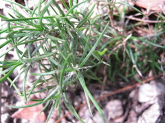 Laxmannia orientalis