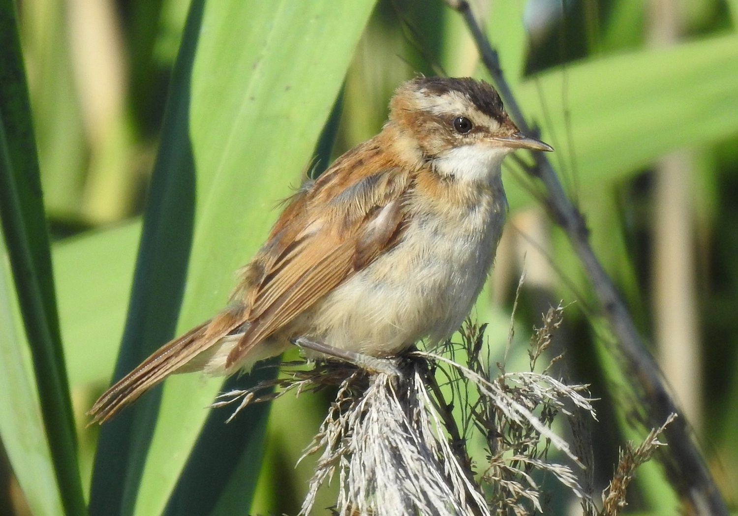 Moustached Warbler (Acrocephalus melanopogon)