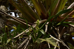 Epidendrum alvarezdeltoroi