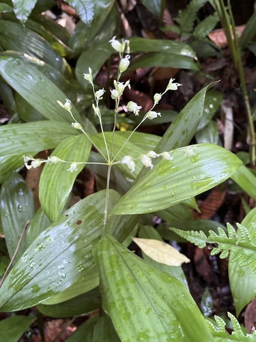 Scrotochloa urceolata observed 2026-01-13