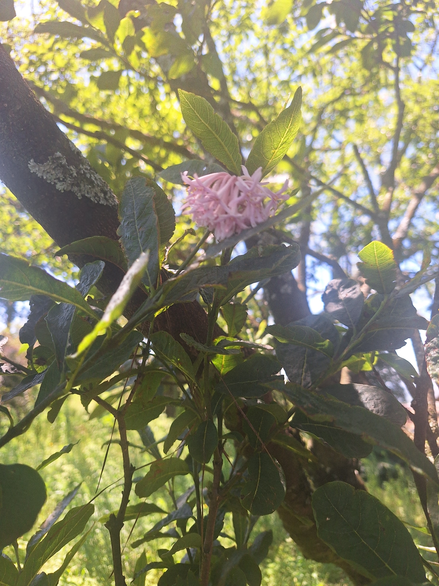 Imagem de Dais cotinifolia