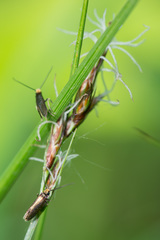 Micropterix calthella