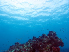 Trachinops taeniatus