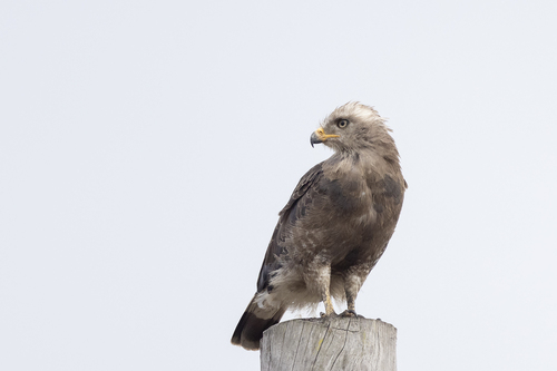 Western Banded Snake-Eagle