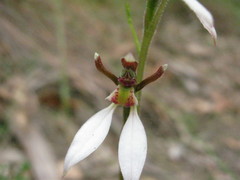 Eriochilus collinus collinus