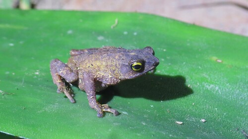 Frosts Toad, Frostius pernambucensis