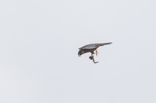 African Hobby