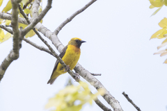 Olive-Headed Weaver photo 2