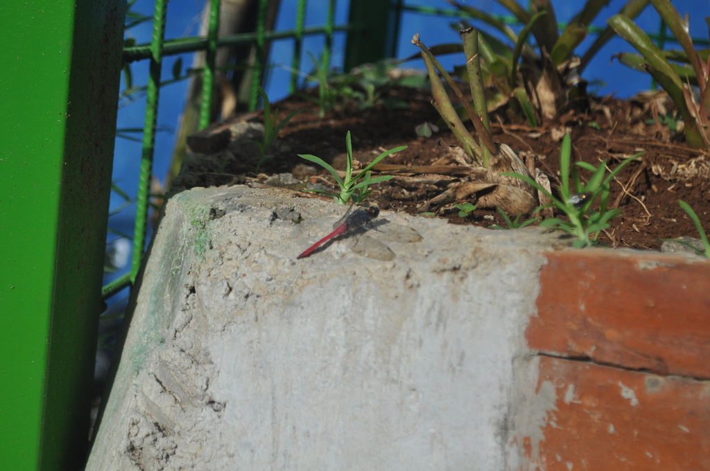 Orthetrum pruinosum (Orthetrum pruinosum)