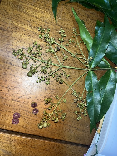 Syzygium hedraiophyllum, 2026-01-13