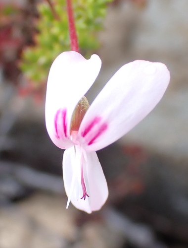 Fernleaf Storksbill (Pelargonium fruticosum)