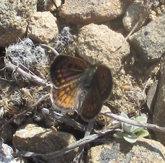 Lycaena tama