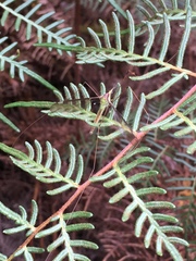 Leptotarsus albistigma