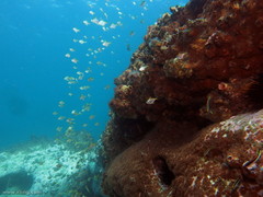 Schuettea scalaripinnis