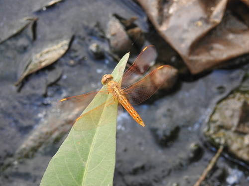 Brachythemis contaminata