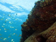 Schuettea scalaripinnis