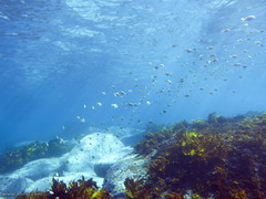 Schuettea scalaripinnis