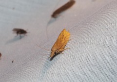 Bactra noteraula