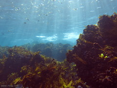 Schuettea scalaripinnis