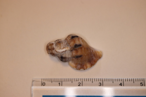 Turritriton tenuiliratus observed 2020-02-02