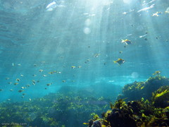 Schuettea scalaripinnis