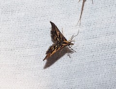 Diasemia grammalis