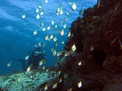 Schuettea scalaripinnis