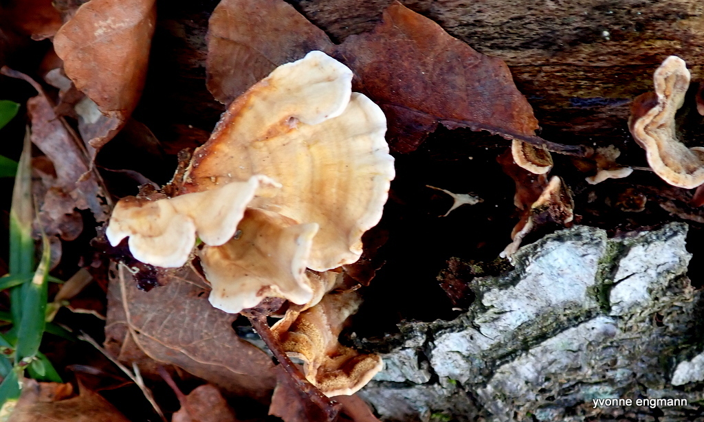 Stereum subtomentosum · January 2026 · photo: © yvonne147 (iNaturalist, cc-by)
