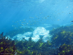 Schuettea scalaripinnis