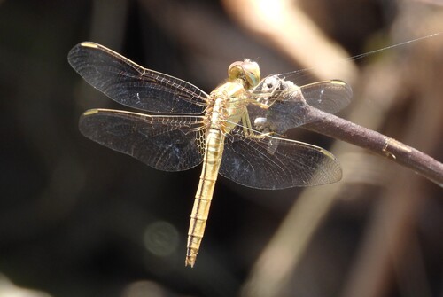 Scarlet Skimmer