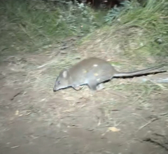 Long-Footed Potoroo photo 2