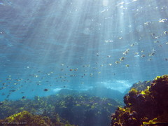 Schuettea scalaripinnis