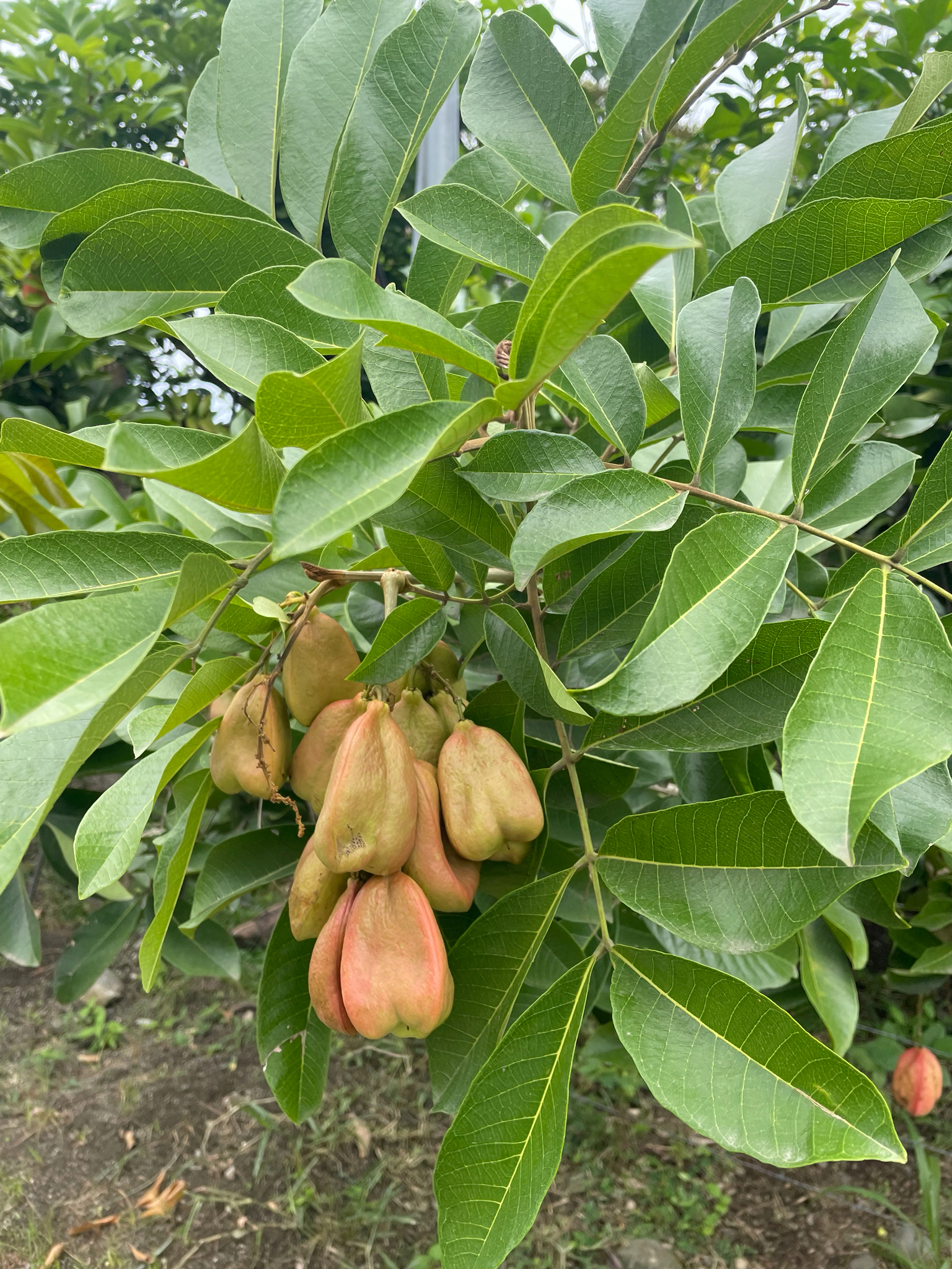 Imagem de ackee