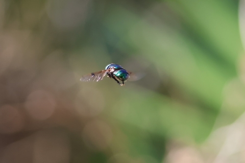 Unknown species found near Lake Wales, FL 33853, USA