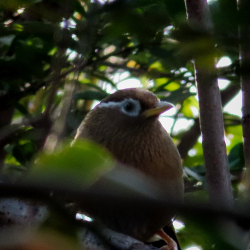 Chinese Hwamei (Garrulax canorus), photo 10