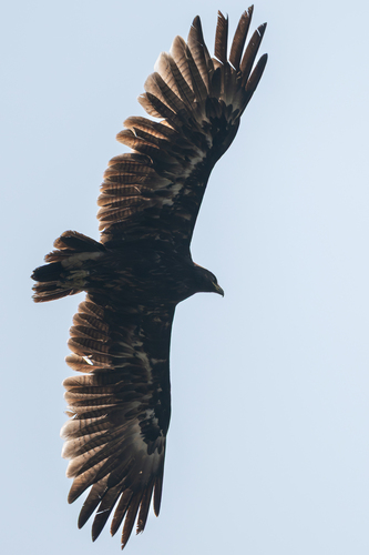 Aigle criard, jeune