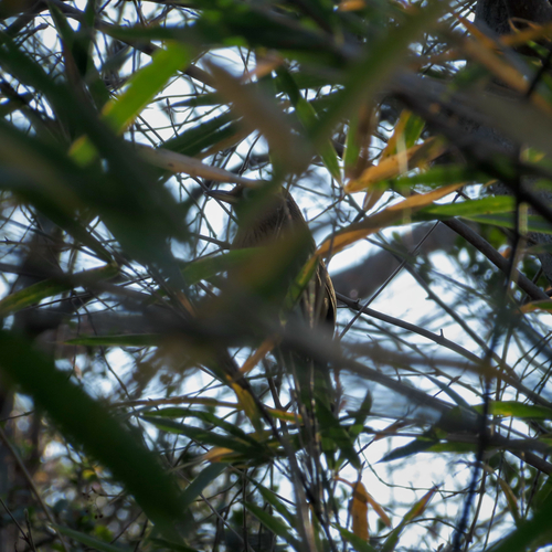 Chinese Hwamei (Garrulax canorus), photo 4
