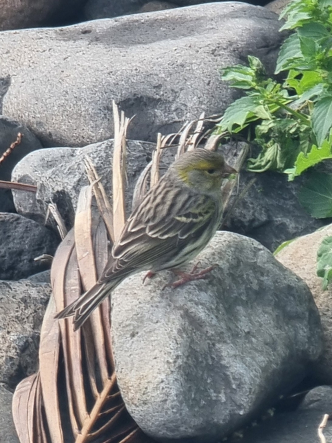 Atlantic Canary (Serinus canaria), photo 1