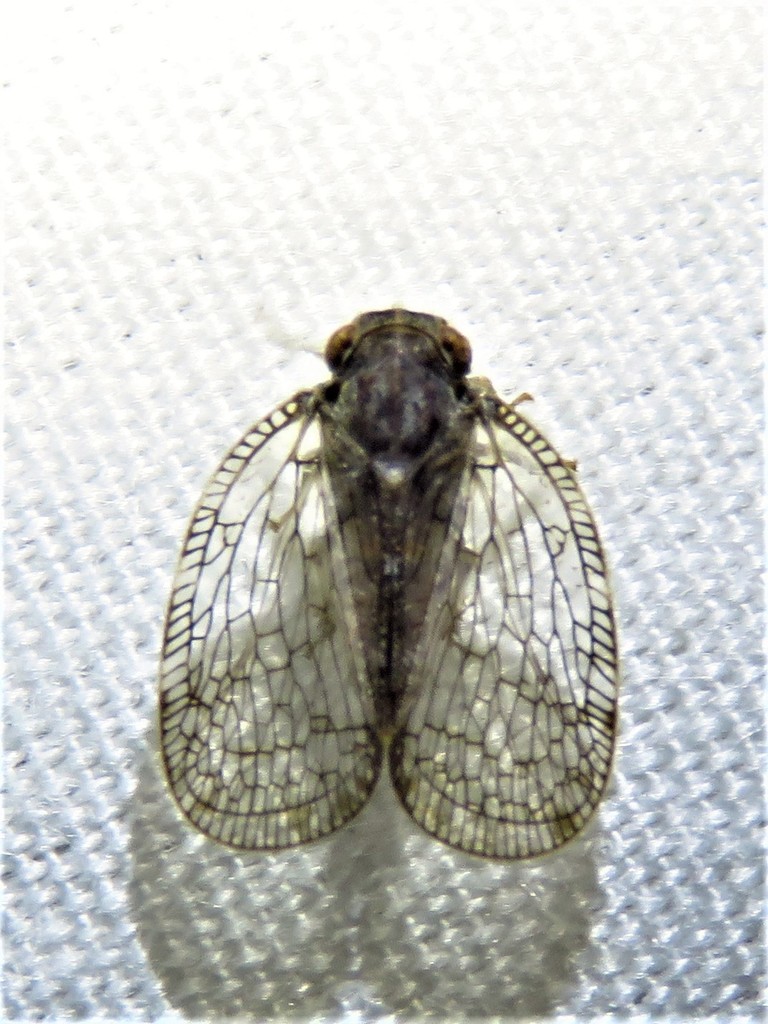 Syndetica