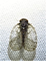 Nogodinidae