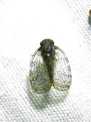 Nogodinidae