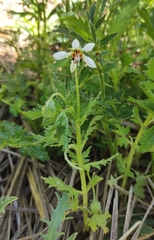Blumenbachia hieronymi