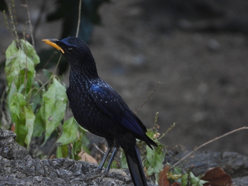 Blue Whistling Thrush (Myophonus caeruleus), photo 4