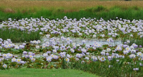 Nymphaea gigantea, photograph 1